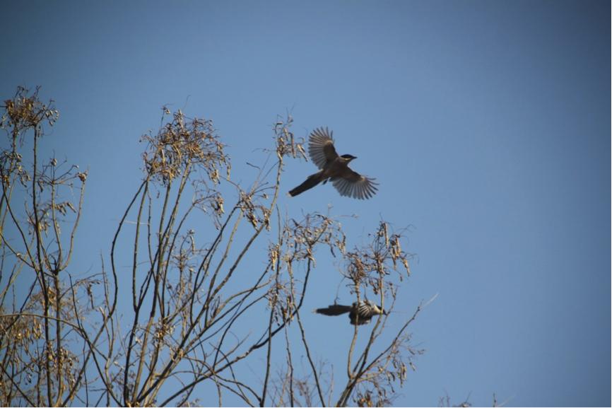 郑州最新规划,自然美景的探索之旅启动