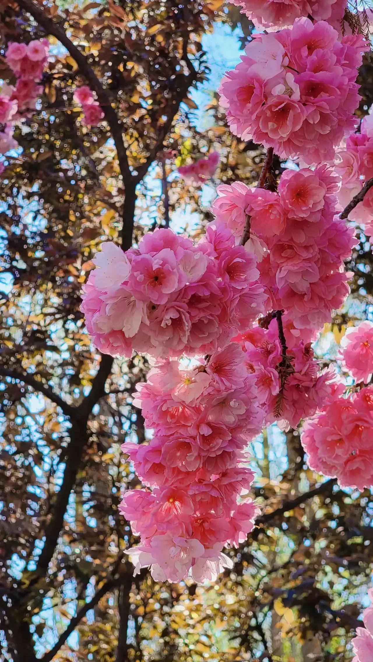 国内最新疫情动态概览，你所不了解的疫情真相🌸🔥