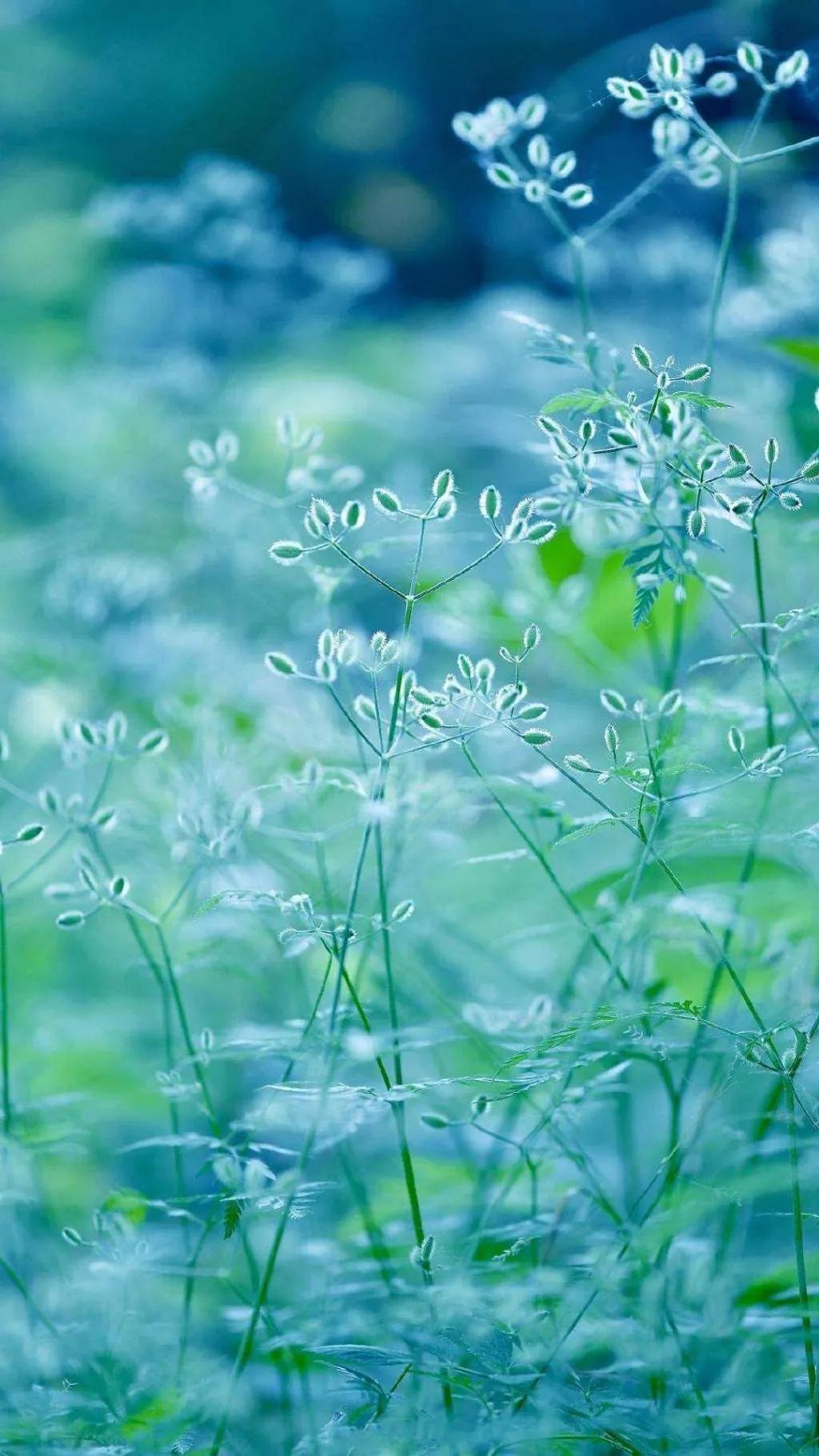 最新壁纸软件,视觉盛宴的深度探讨