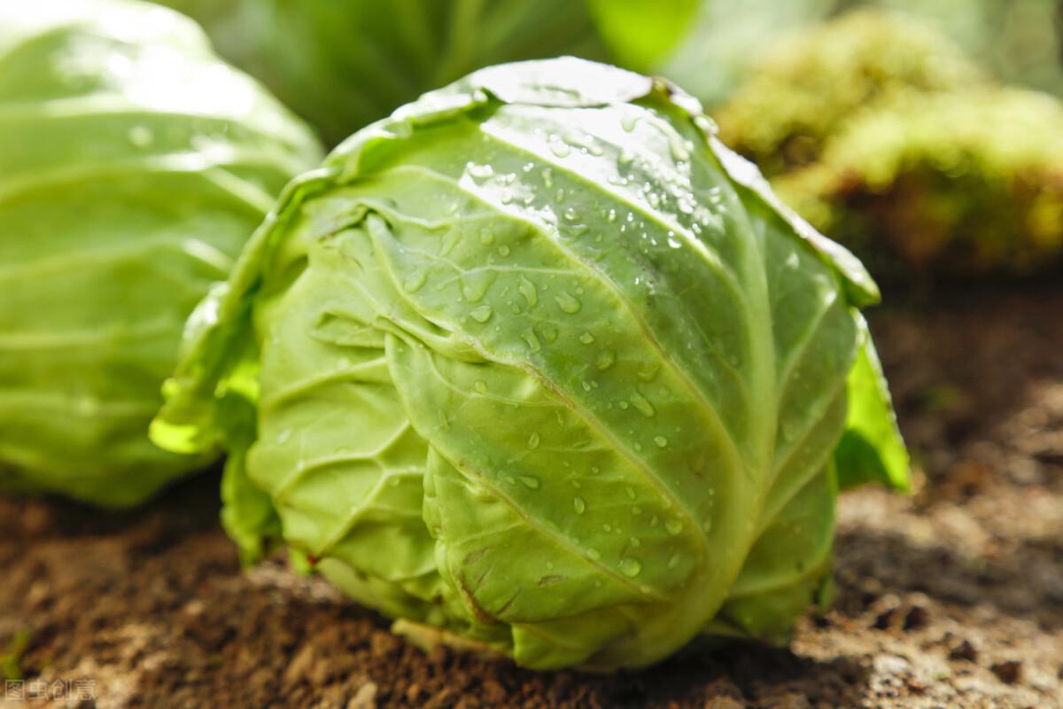 今日甘蓝最新价格及市场走势多元观点探讨