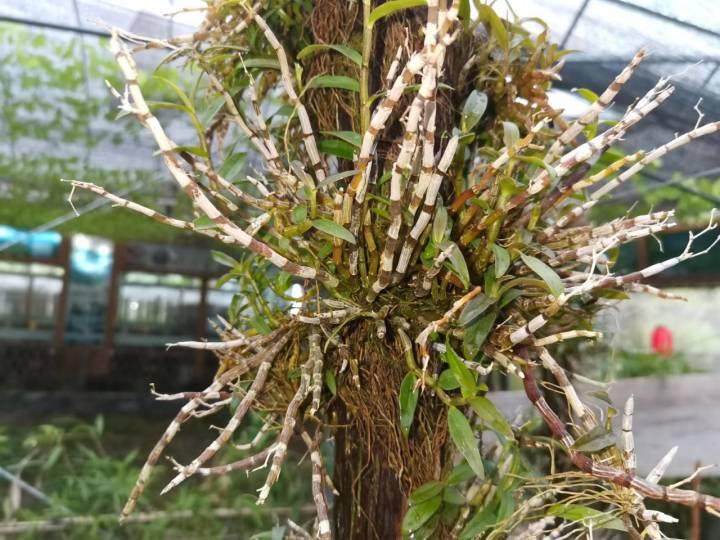 磐安白术最新价格，自然美景下的旅行探索之旅