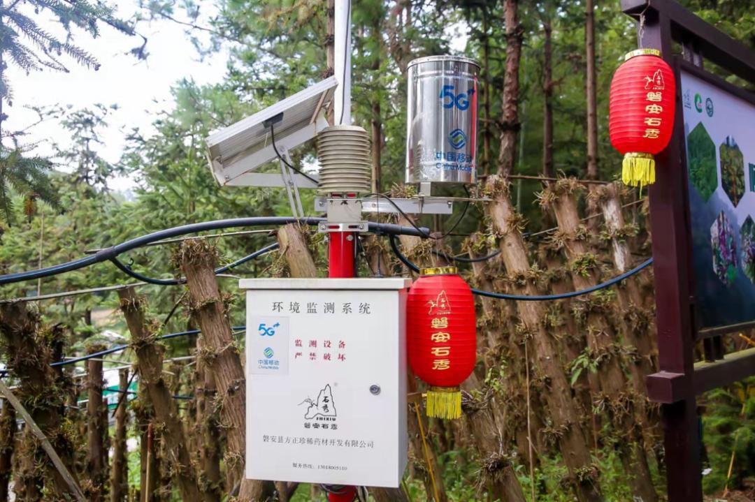 磐安白术最新价格,自然美景下的旅行探索之旅