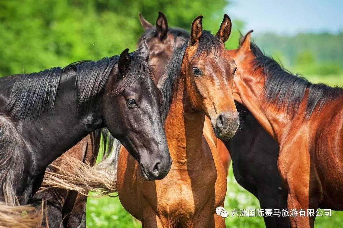 时代变迁与马产业繁荣,2019年买马最新资料解析