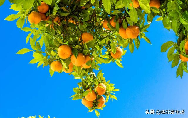最新果树，友情的果实与家的温馨传递温馨与甜蜜